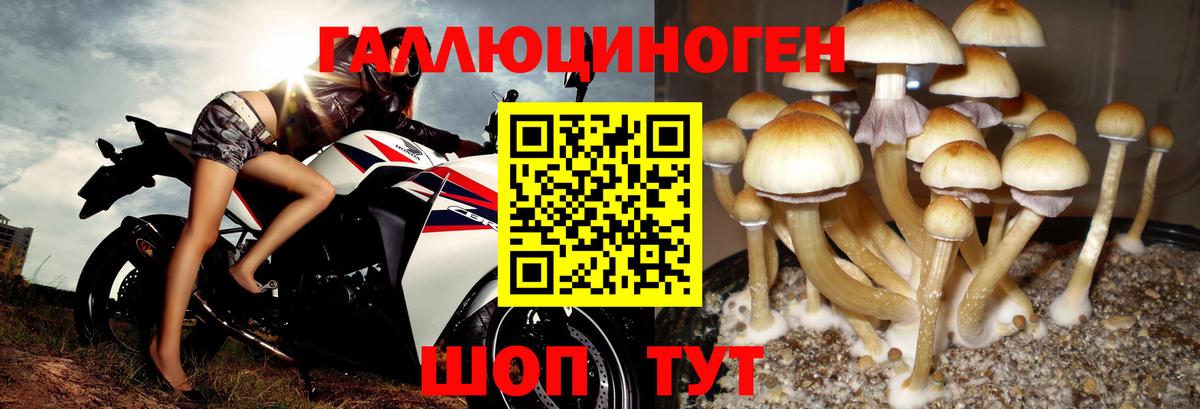 Галлюциногенные грибы Psilocybine cubensis Новотроицк